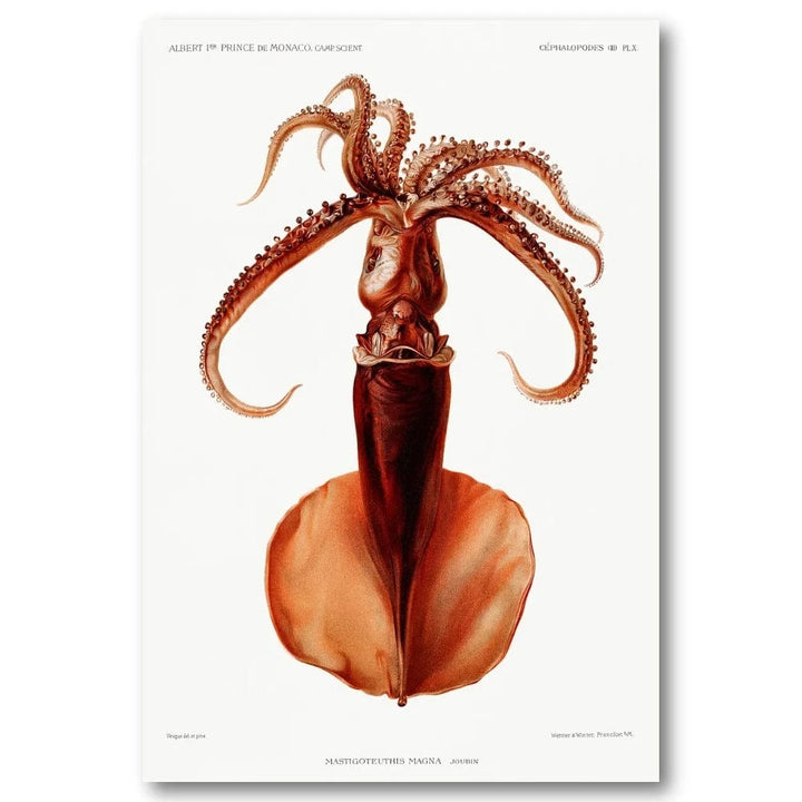 Squid by Albert I Art Print