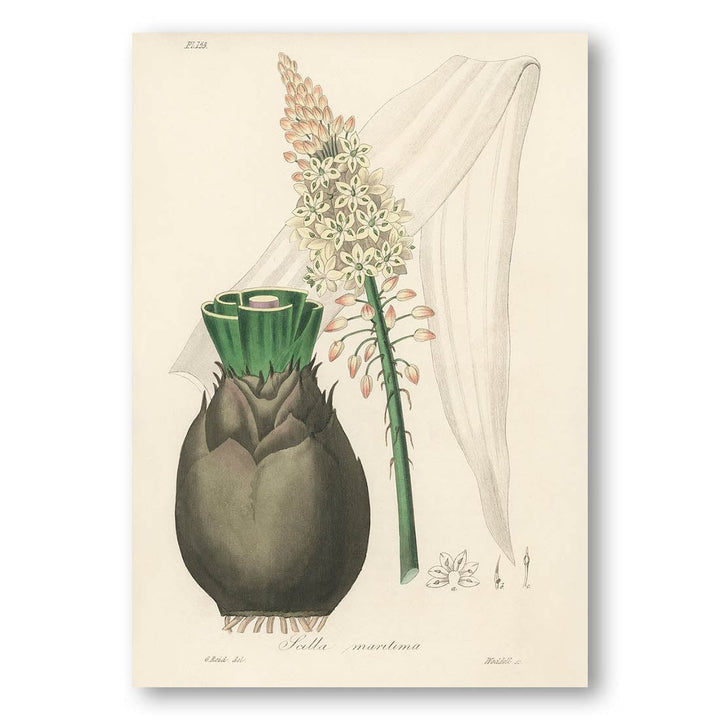 Squill Illustration by John Stephenson Art Print