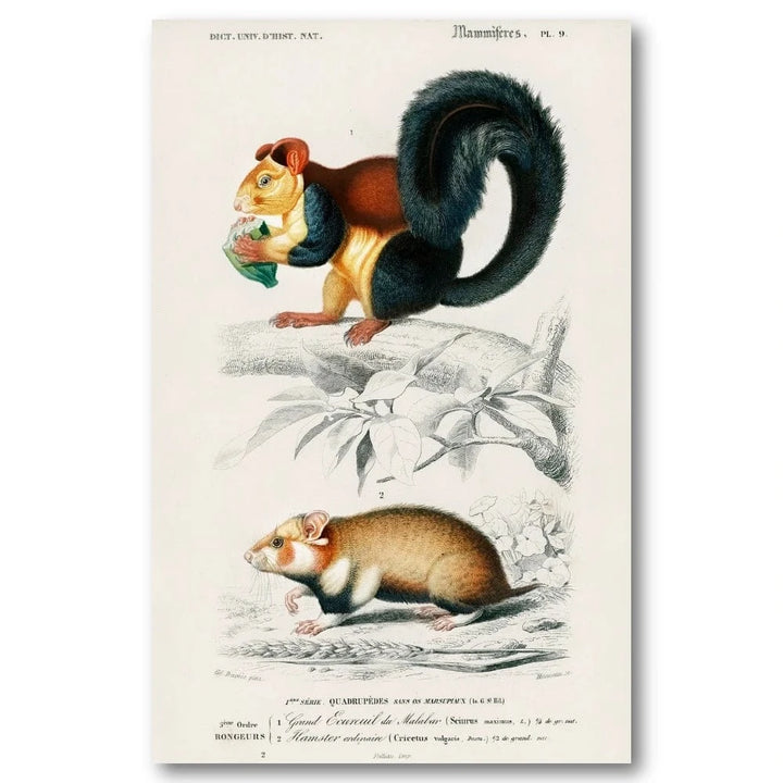 Squirrel and Hamster by Charles Dessalines D Orbigny Art Print