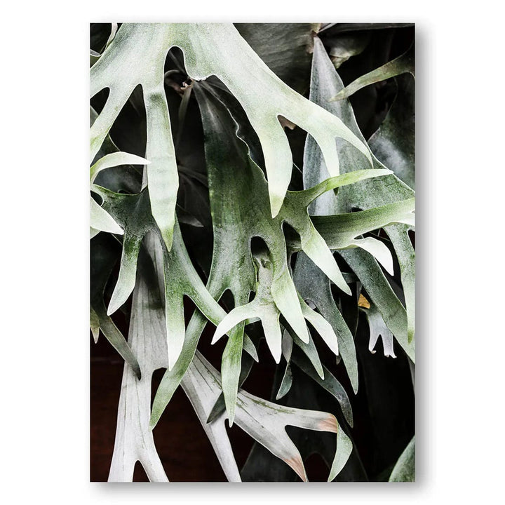 Stag Fern Elegance Photo Print