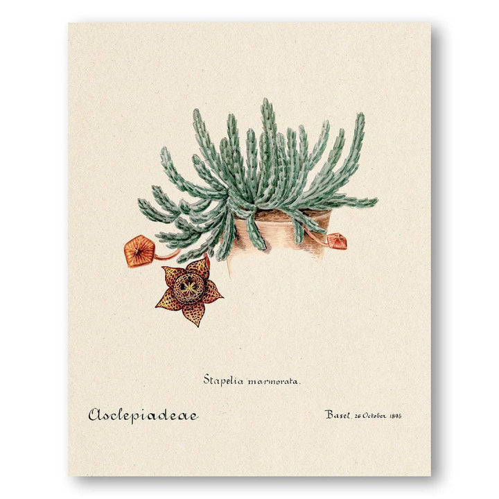 Starfish Cactus Art Print