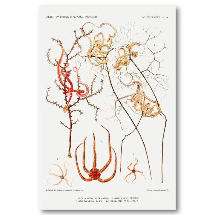 Starfish Varieties by Albert I Art Print