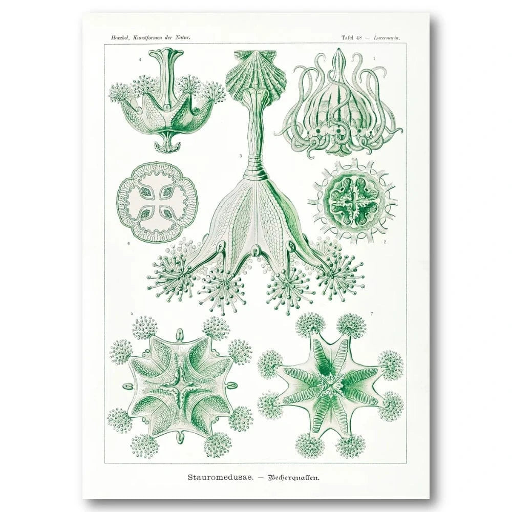 Stauromedusae Jellyfish Illustration Art Print