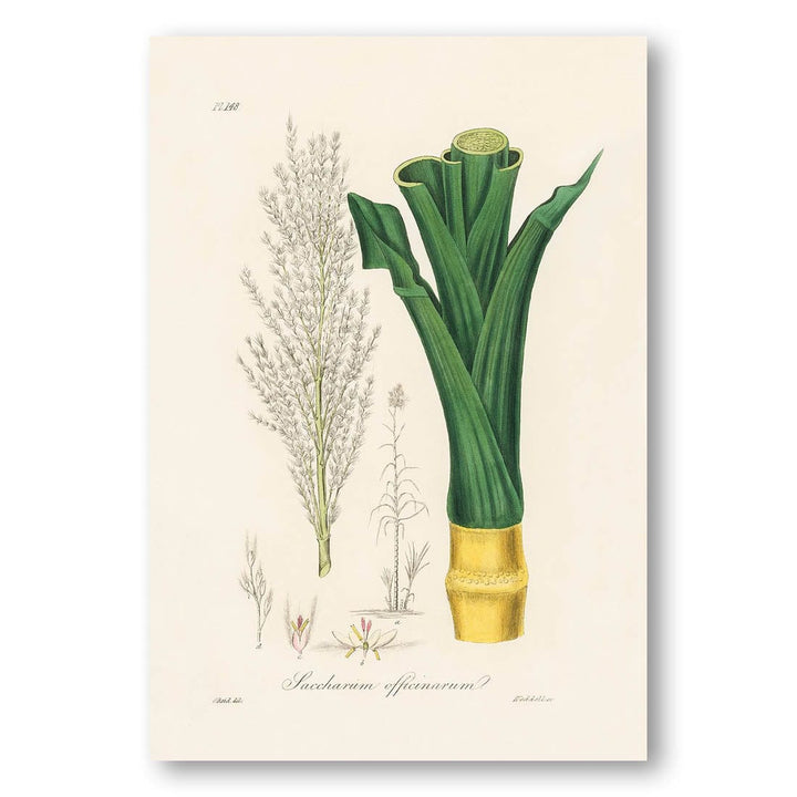 Saccharum officinarum by John Art Print