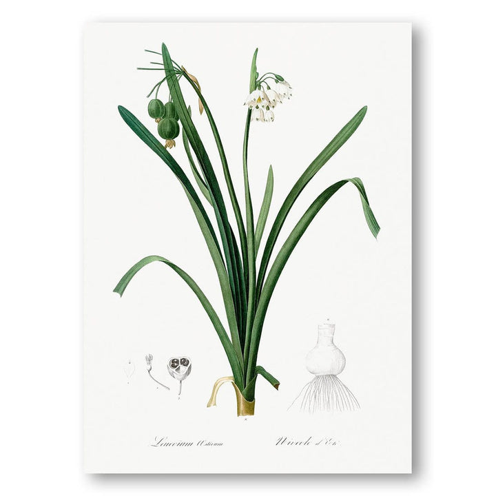 Summer Snowflake by Pierre-Joseph Redouté Art Print