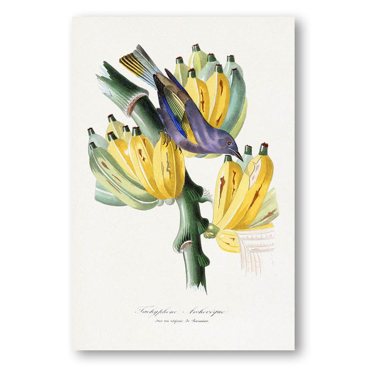 Tachyphone archeveque by Paul Gervais Art Print