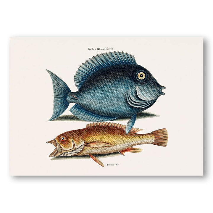 Yellow and Blue Tang Fish Art Print