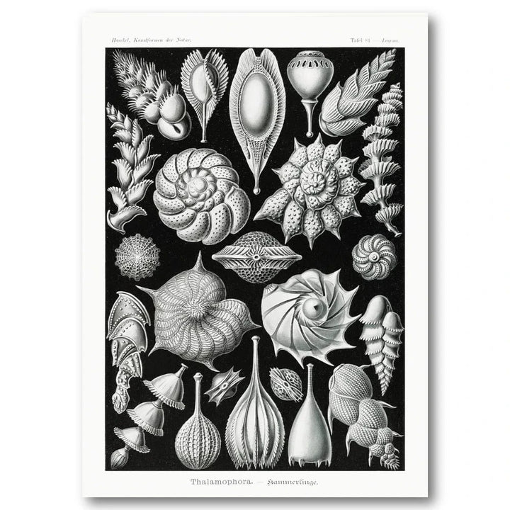 Thalamophora by Ernst Haeckel Art Print