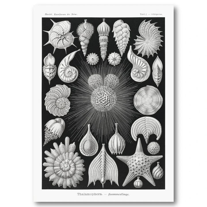 Thalamophora 2 by Ernst Haeckel Art Print