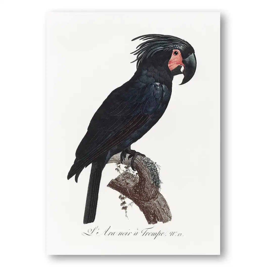 The Palm Cockatoo