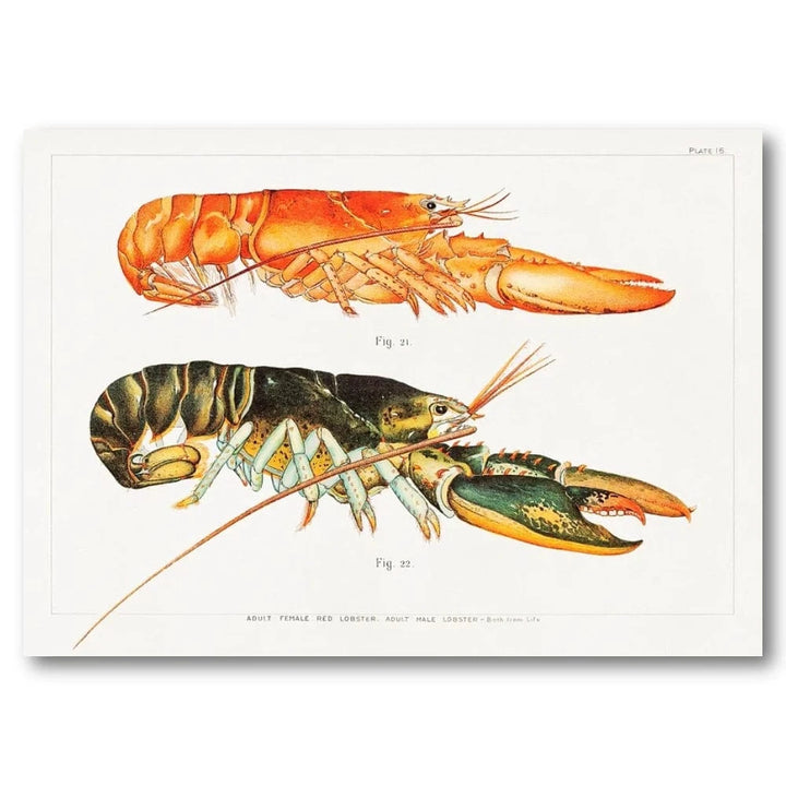 The American Lobster by Herrick Art Print