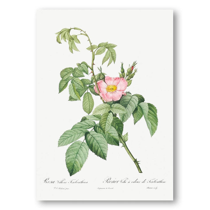 Apple Rose by Pierre-Joseph Art Print