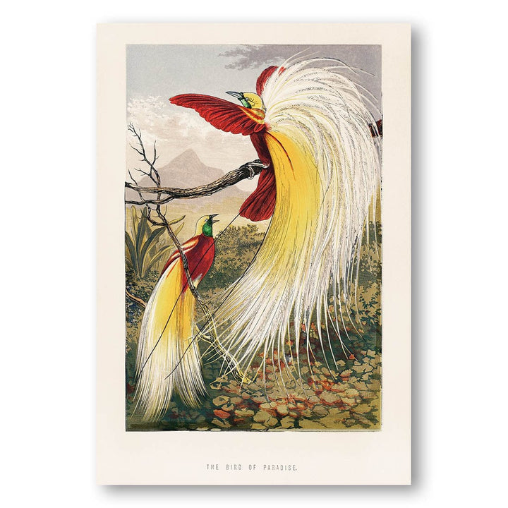 The Bird of Paradise by Benjamin Fawcett Art Print