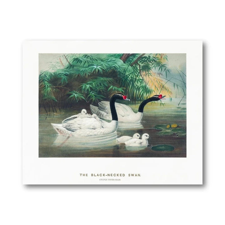 Black-Necked Swan Illustration Art Print