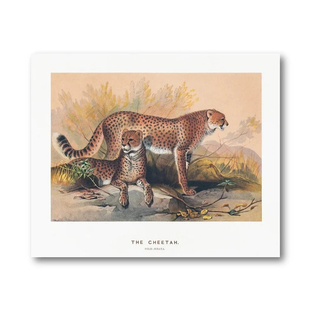 Cheetah Zoological Illustration Art Print