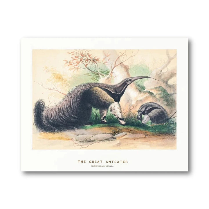 The Great Anteater Vintage Art Print