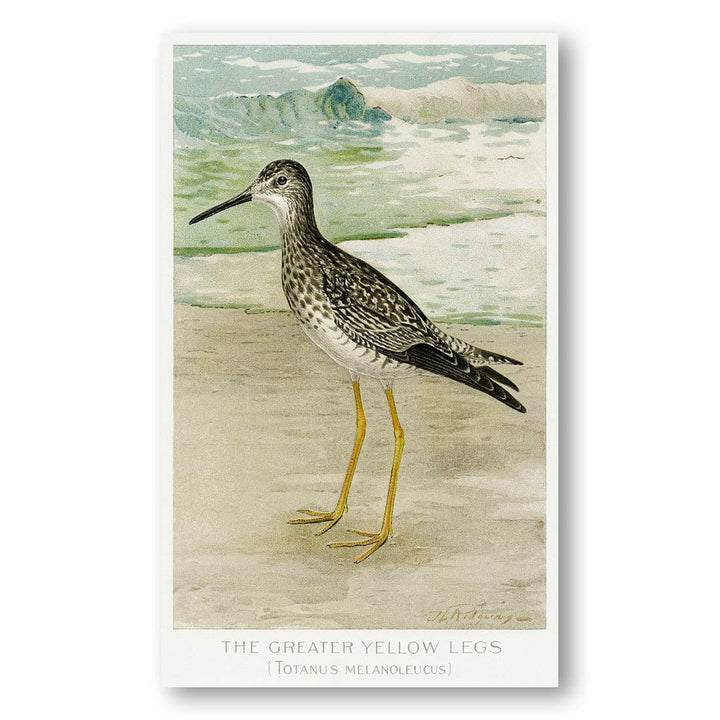 The Greater Yellow Legs by L. Ridgway Art Print