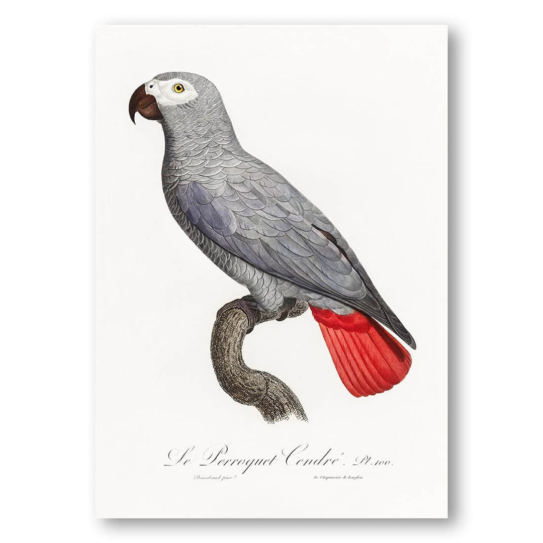 African Grey Parrot Vintage Bird Print