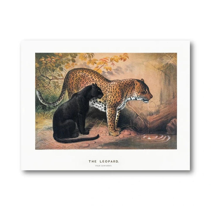 Leopard Wildlife Illustration Art Print