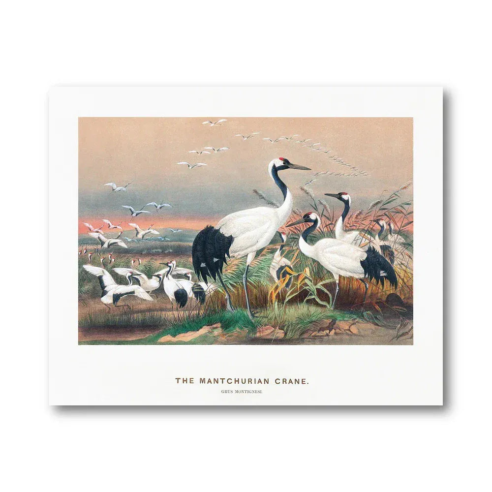 Mantchurian Crane Illustration Art Print