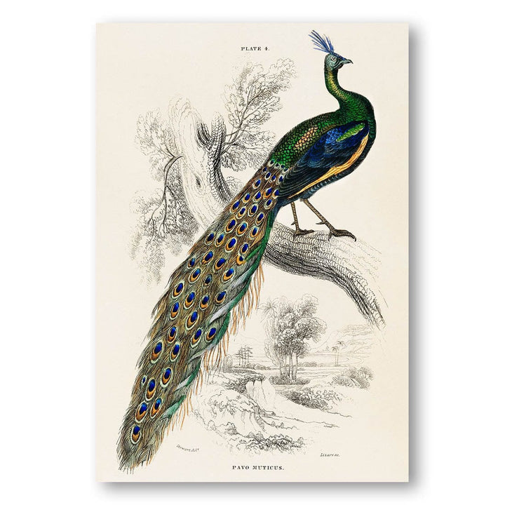 Majestic Peafowl by Sir William Jardine Art Print