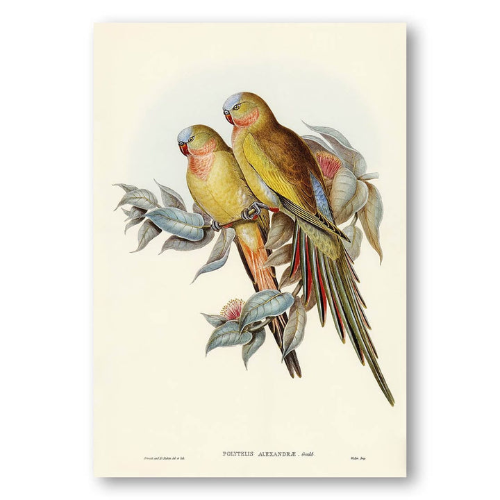 Princess of Waless Parakeet by Elizabeth Gould Art Print