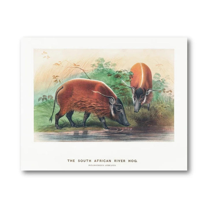 South African River Hogs Art Print