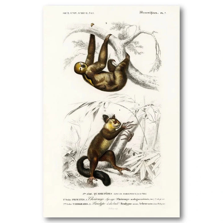 Three-toed Sloth and Aye-aye by Charles Dessalines D Orbigny Art Print