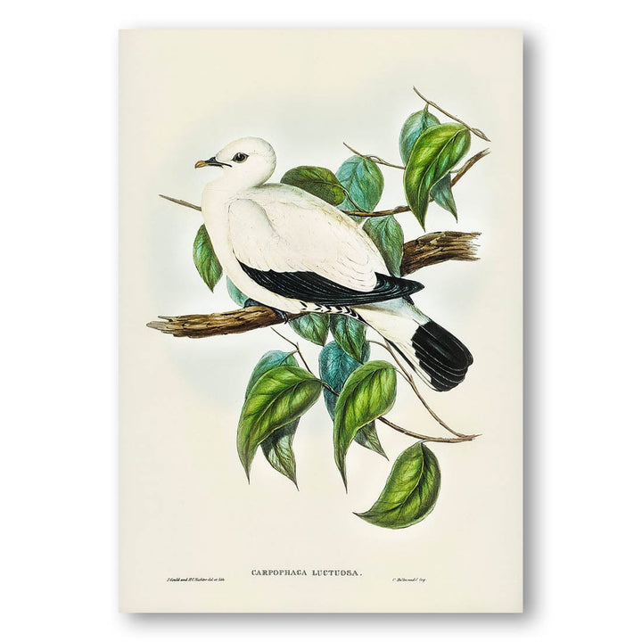 Torres Strait Fruit Pigeon by Elizabeth Gould Art Print
