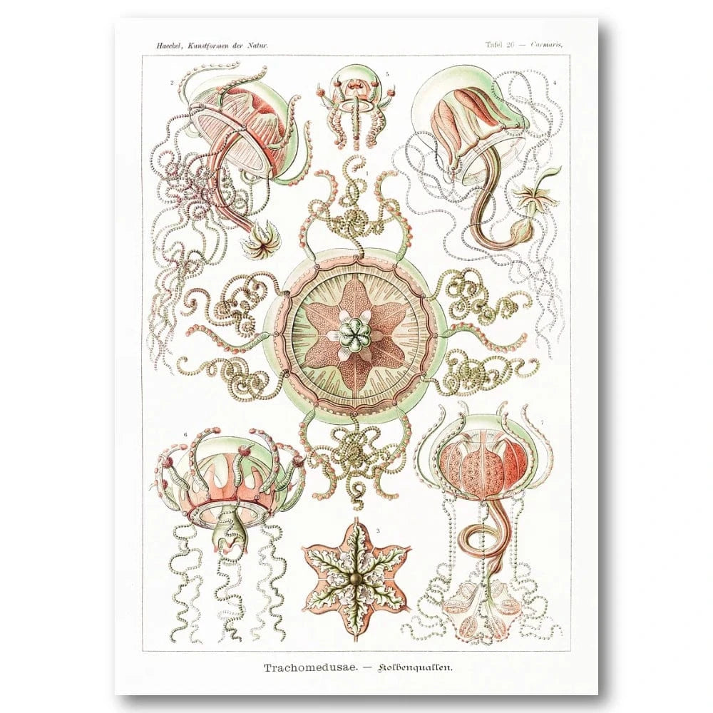 Jellyfish Scientific Illustration Art Print