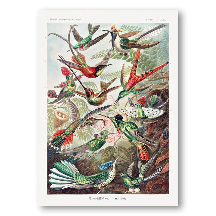 Trochilidae by Ernst Haeckel Art Print
