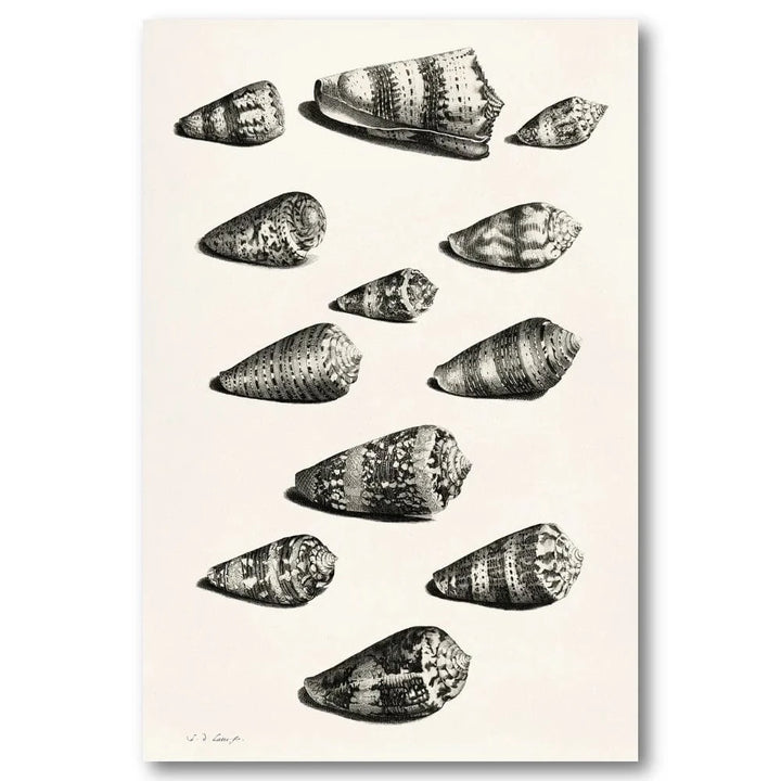 Collection of Shells 7 Art Print