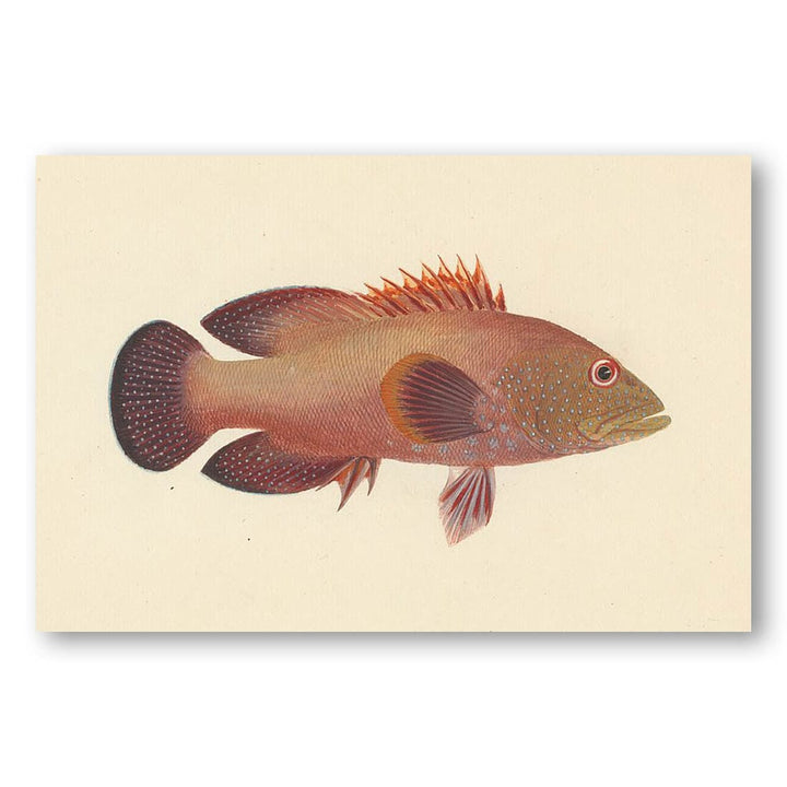 Coral Grouper by Luigi Balugani Art Print