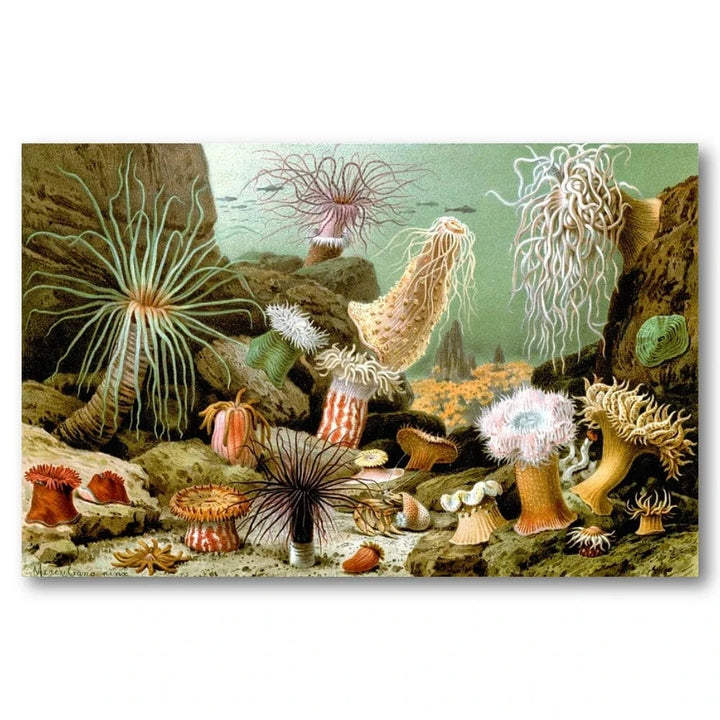 Various Sea Anemones Art Print