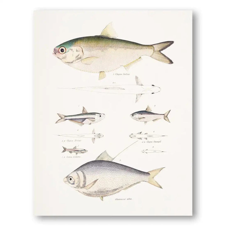 Vintage Fish Illustration Art Print 2