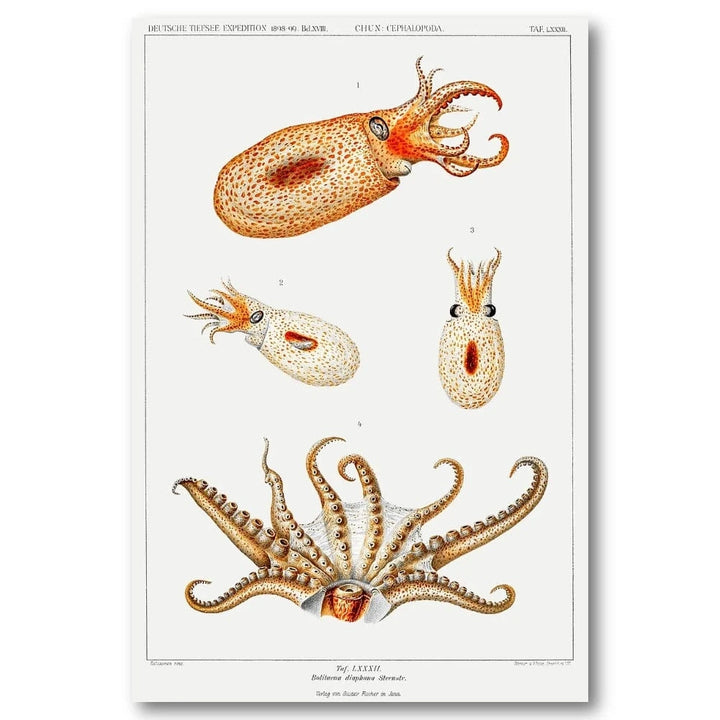 Vintage Bolitaena Octopus 2 Art Print