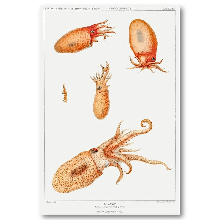 Vintage Bolitaena Octopus Art Print