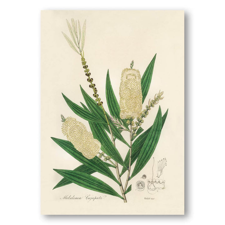 Melaleuca (Cajeput) by John Art Print