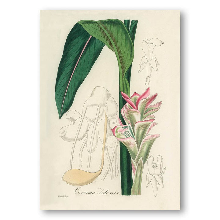 Curcuma Zedoaria by John Art Print