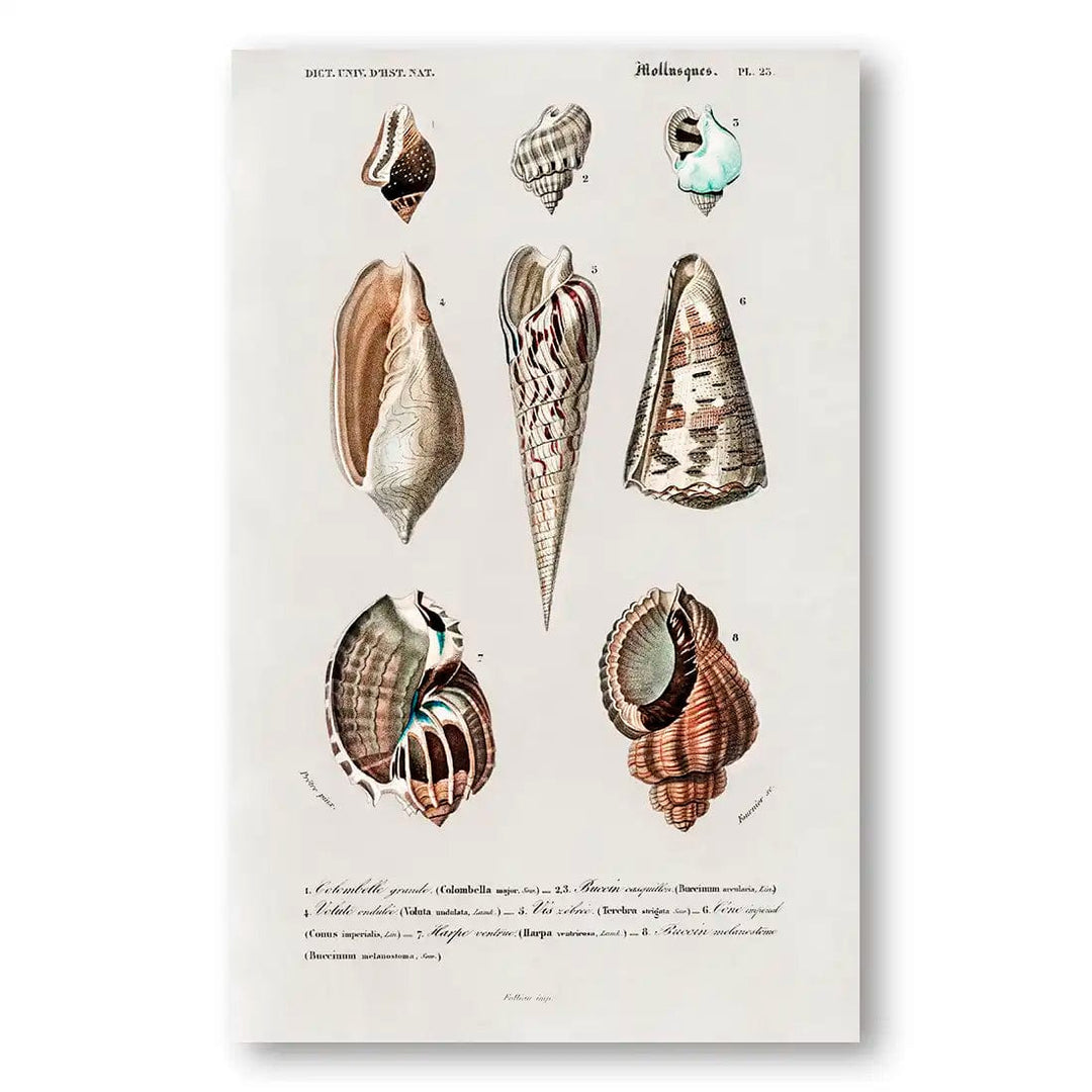 Collection of Shells 4 Vintage Art Print