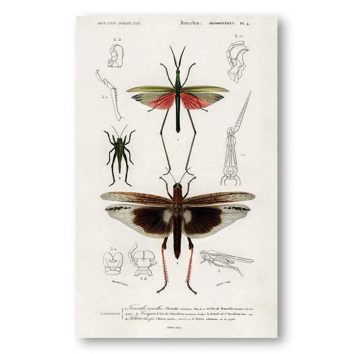 Entomological Study Vintage Ilustration Print