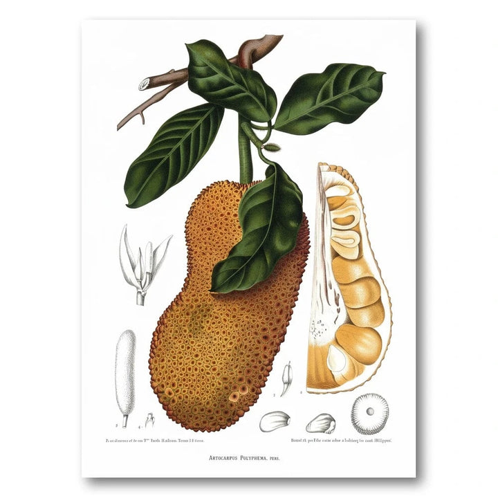 Jackfruit Botanical Illustration Art Print