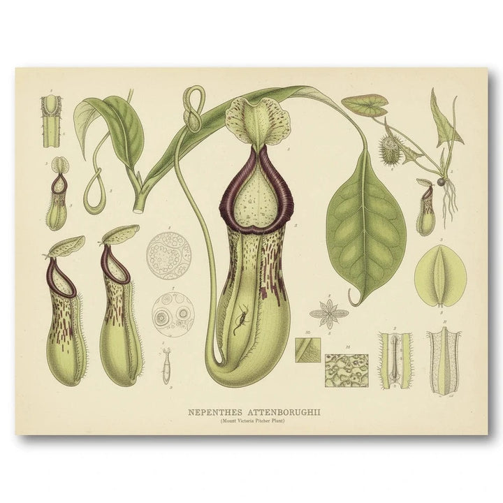 Nepenthes Attenboroughii Art Print