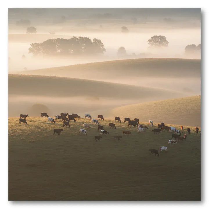 Nguni Cattle in Misty Dawn Art Print