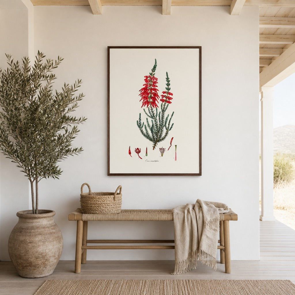 Red Erica monadelpha fynbos print in a dark frame above a woven bench and olive tree on a whitewashed verandah, with Karoo hills beyond