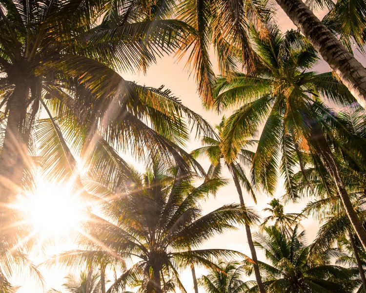 Get lost in paradise with our stunning Palm Tree Wall Art! Instant Holiday Vibes Await!