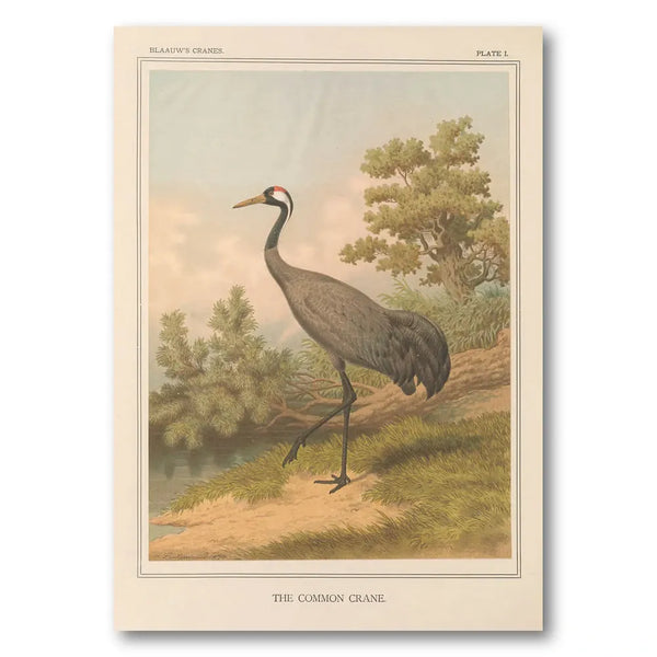 Common Crane by Leutemann Art Print