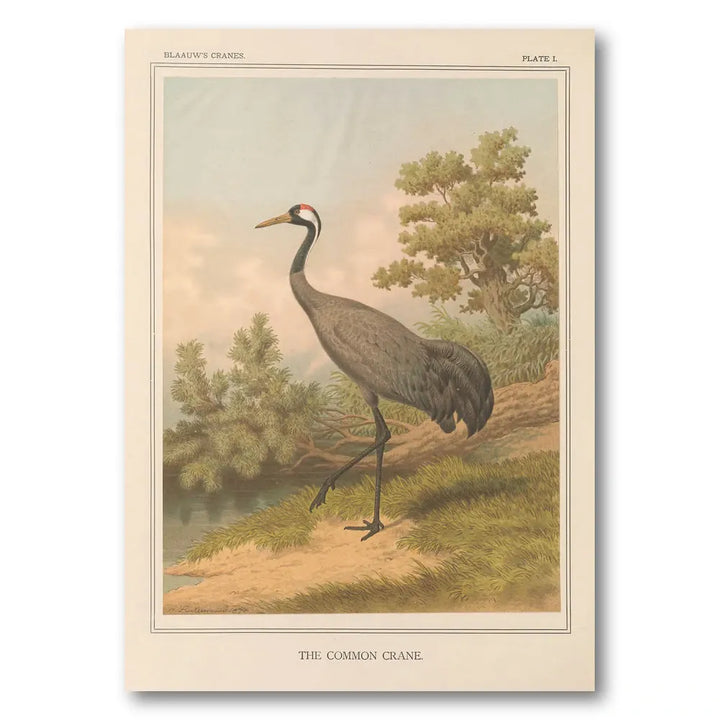Common Crane by Leutemann Art Print