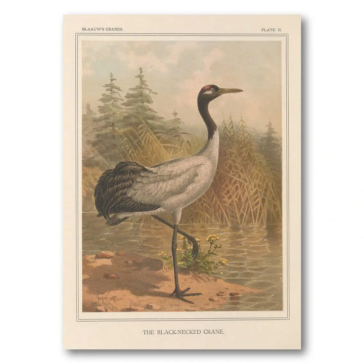 Black-Necked Crane Art Print