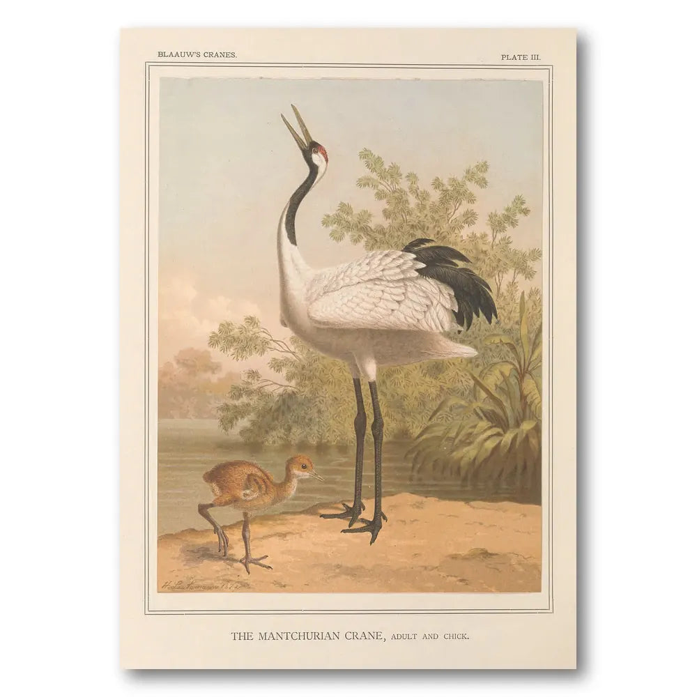 Manchurian Crane by Leutemann Art Print
